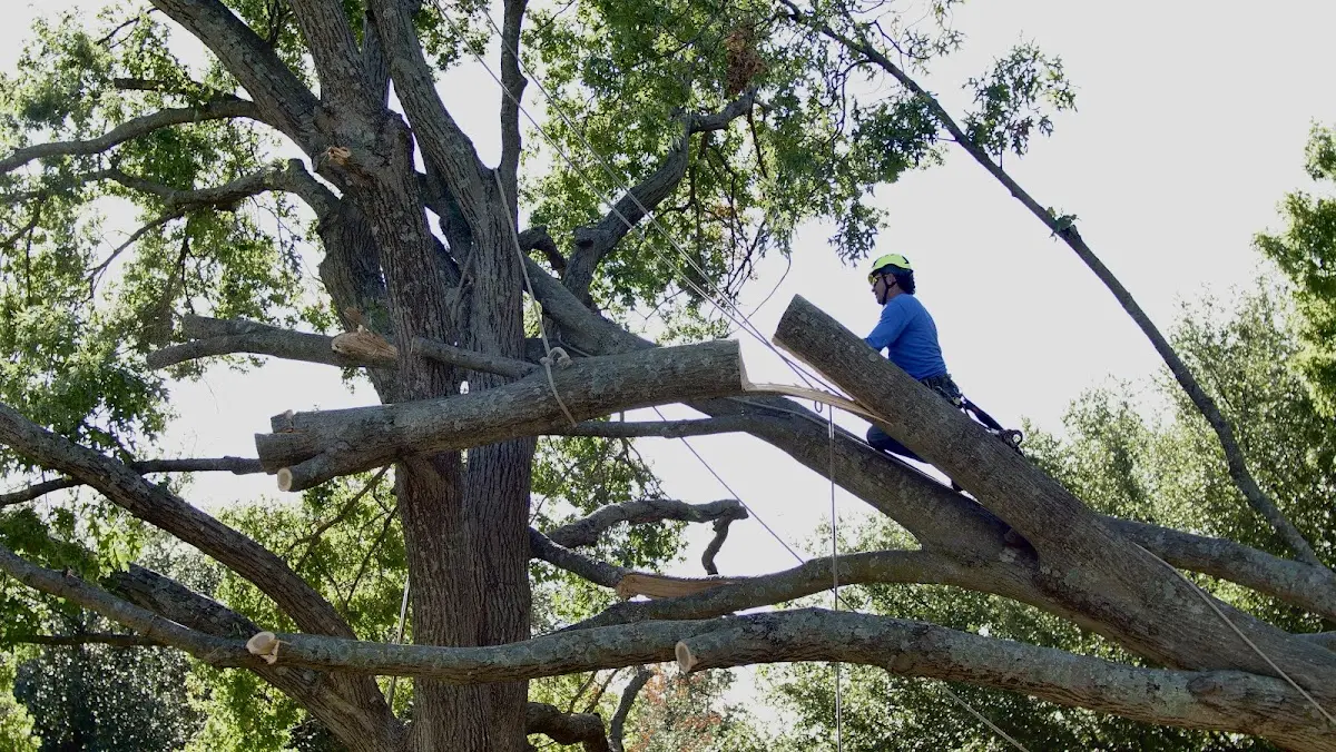 Professional Crown Thinning performed by certified arborists in Deposit