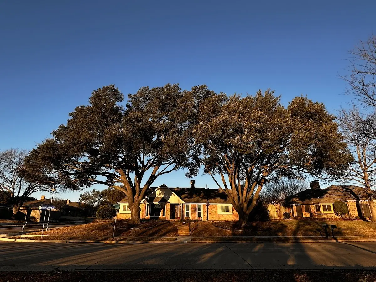 Established residential canopy tree shading a home in Deposit